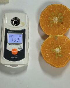 Scientific Growth Monitoring in Wuming Wogan Orchard - Ensuring 14-17g Sugar Content