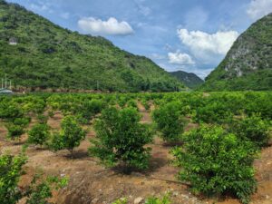 Xiongming Fruits Wuming Orah Mandarin Orchard - Organic Farming in Guangxi Karst Mountain Area